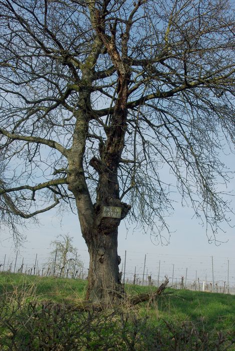 pas op voor de stier