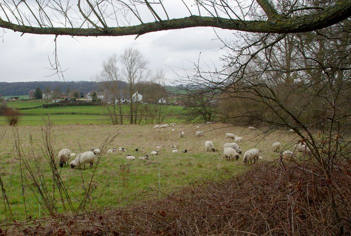 sheep pasture