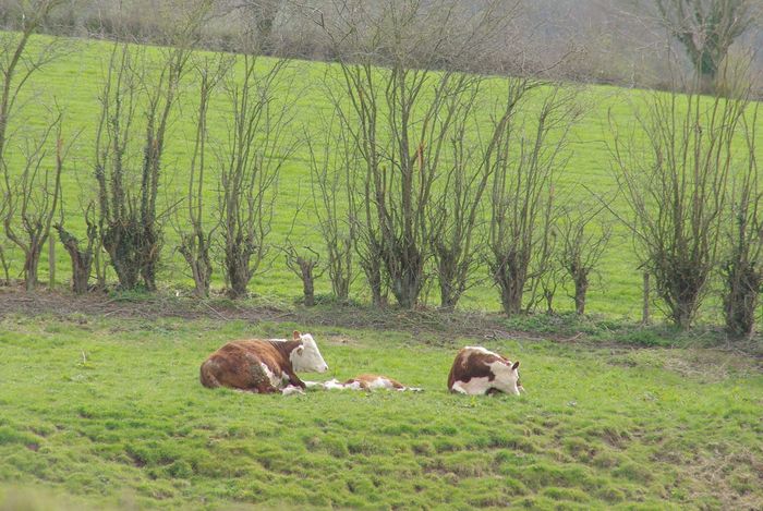 calf asleep