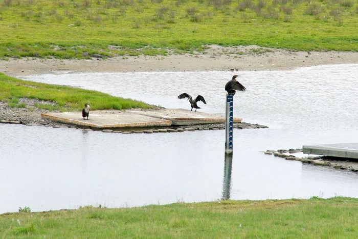 cormorants