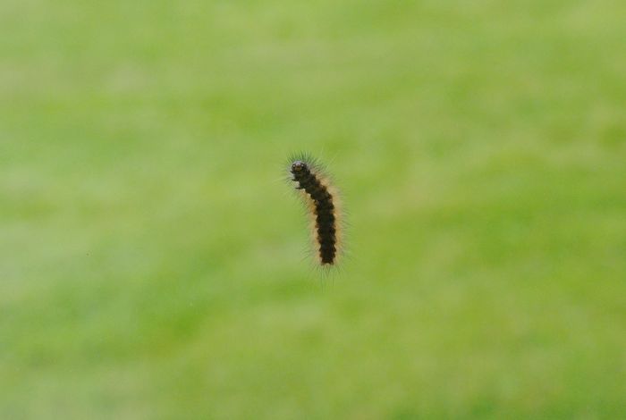 caterpillar