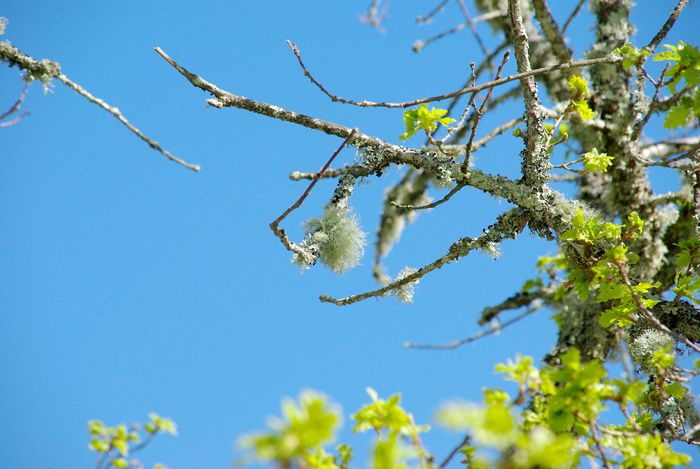 oak tree