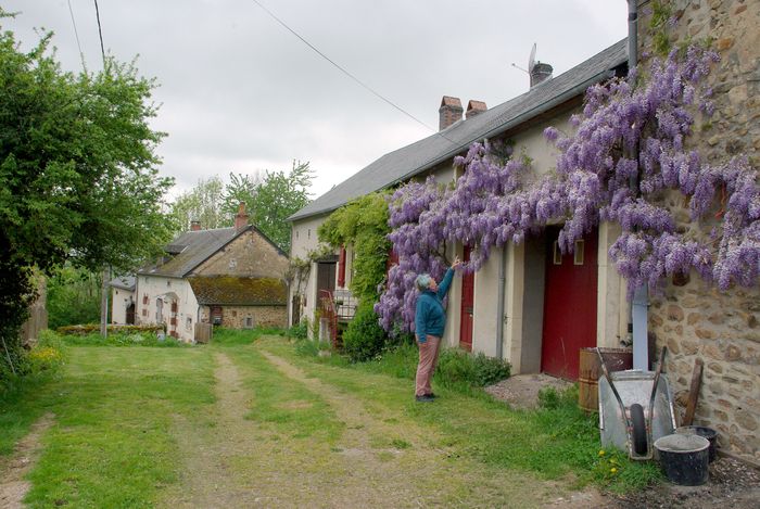 wisteria