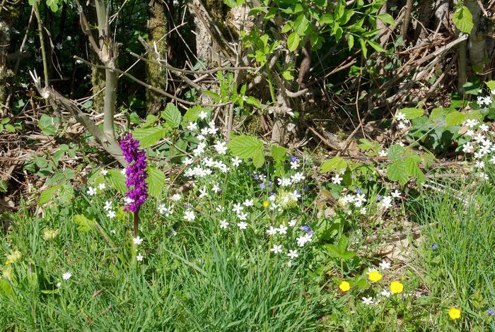 flowers