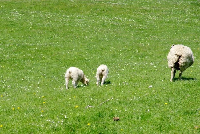 lambs