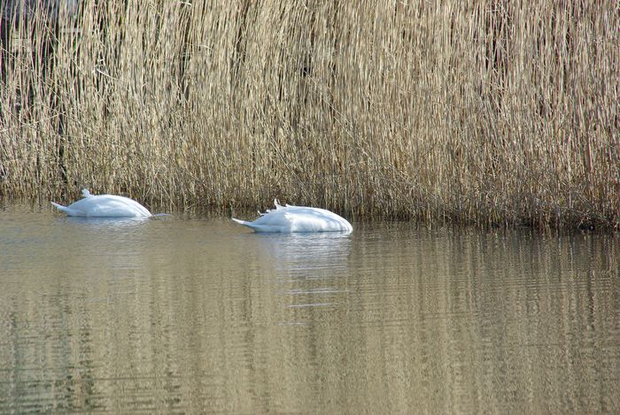 swans