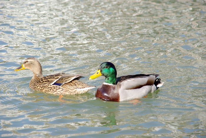 ducks