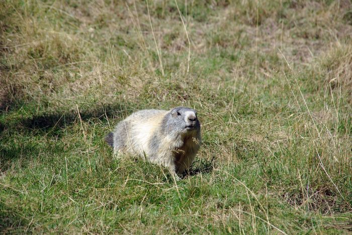 marmot