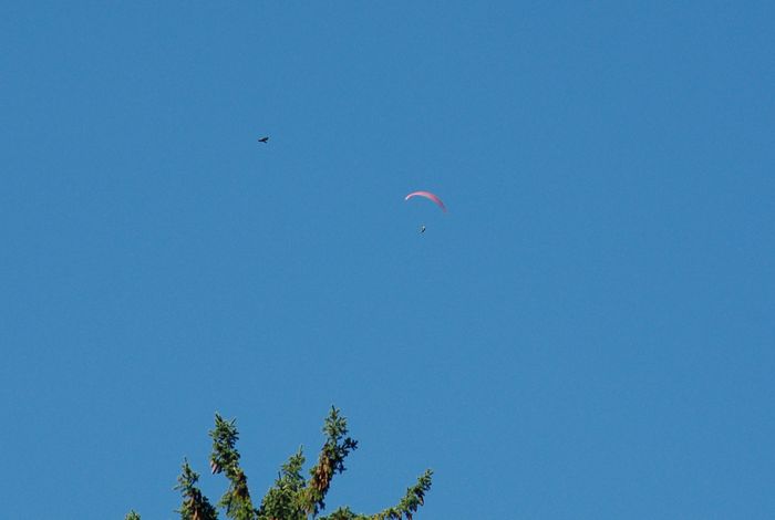 buzzard and paraglider