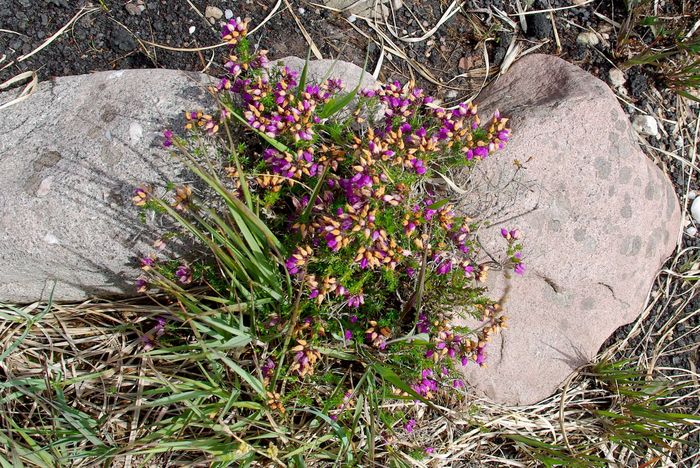 bell heather or not