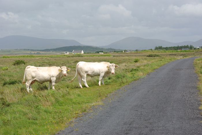 cattle crossing