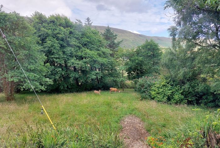 deer with calf