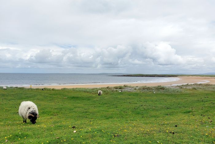 strand met schapen