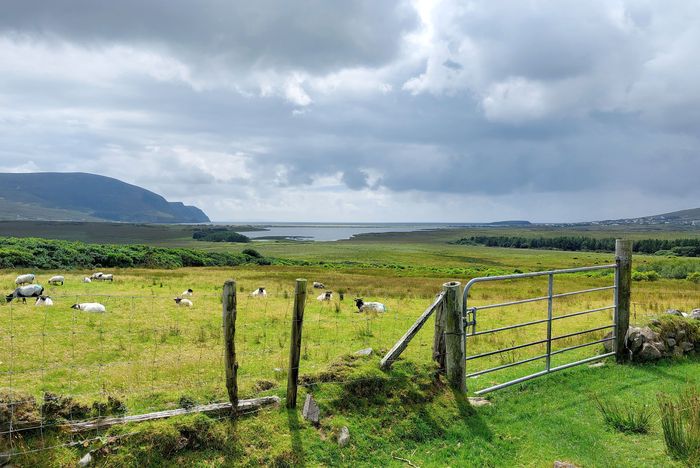 sheep pasture