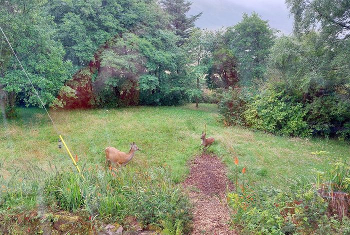 deer with calf