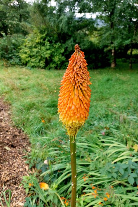 torch lily