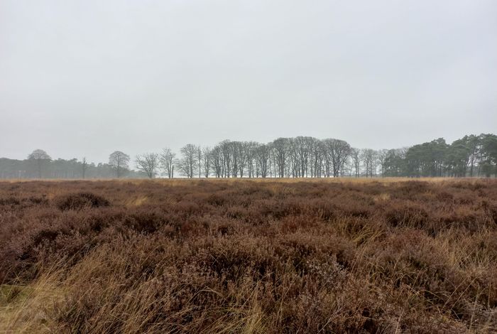 Veluwe