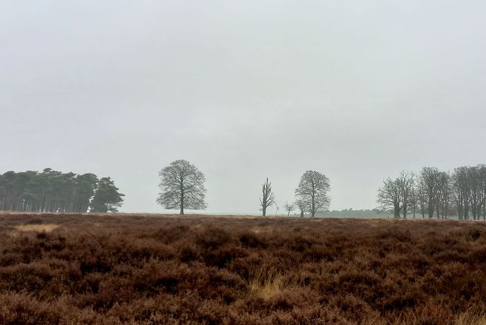Veluwe