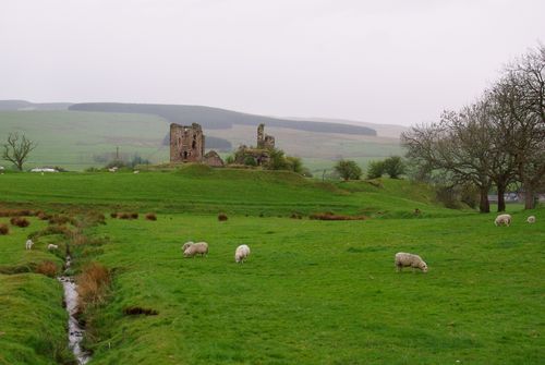 sheep and a ruin in Scotland
