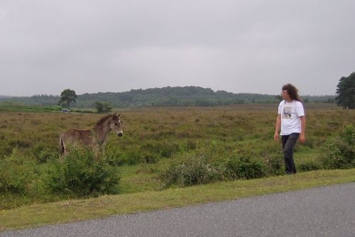 een veulen en ik in The New Forest