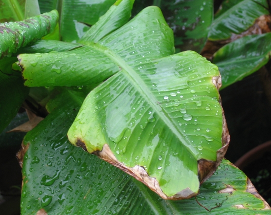 Regendruppels op de bananenplant