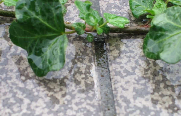 Ivy in the rain