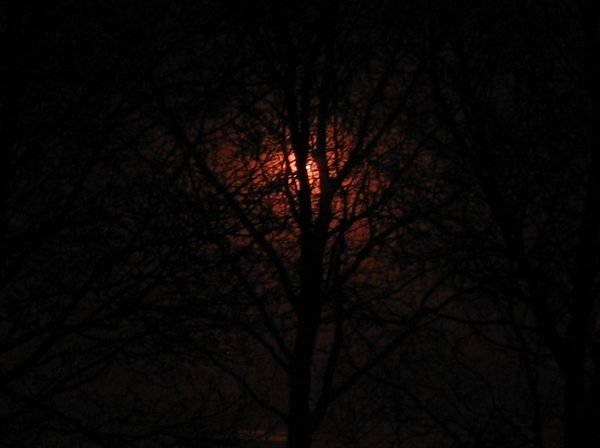 Street light from behind a tree