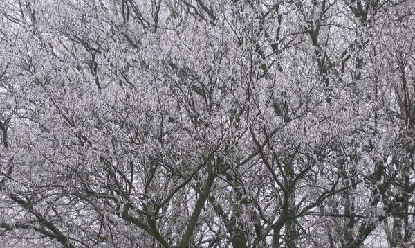 Branches with snow