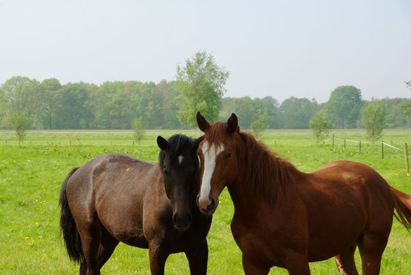 Paarden