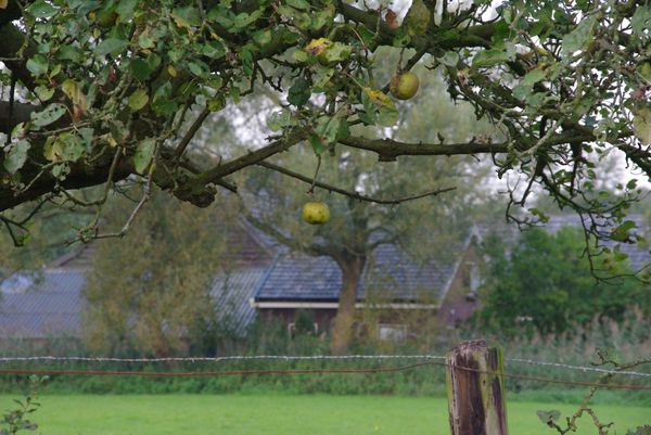 Apple tree