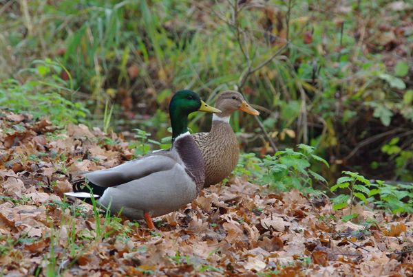 ducks