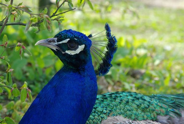 peacock