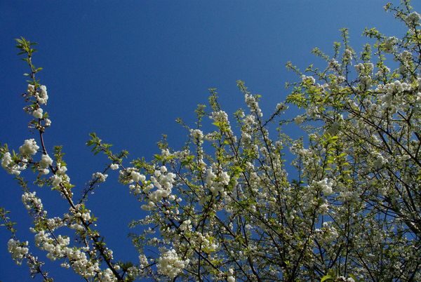 flowering tree