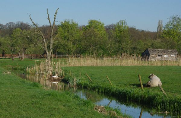 swan and sheep