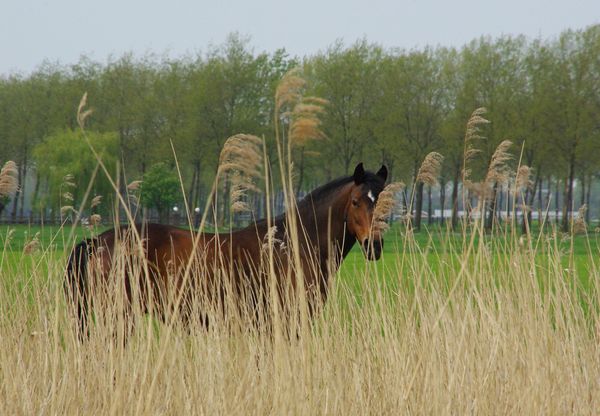 paard achter riet