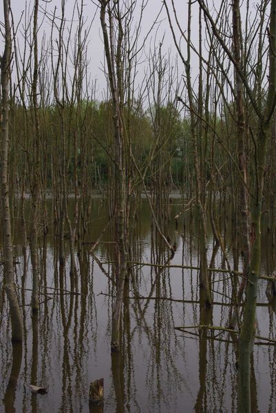 submerged forest