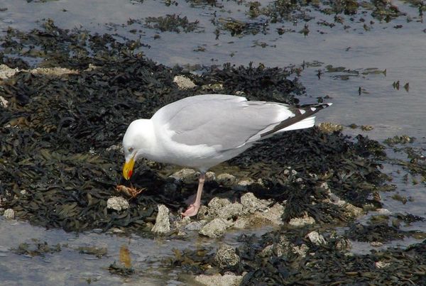 gull and crab