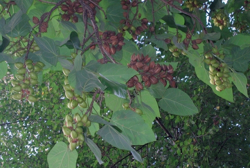 fruit on the tree above our tent