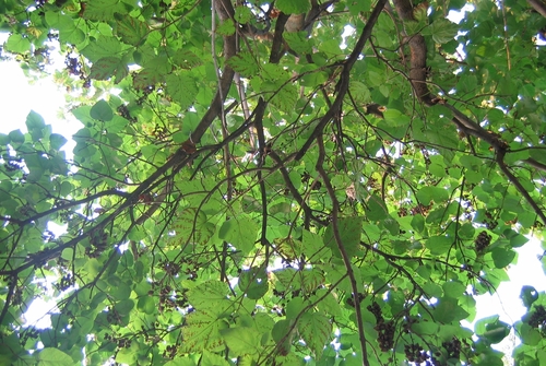 looking upwards from under the tree