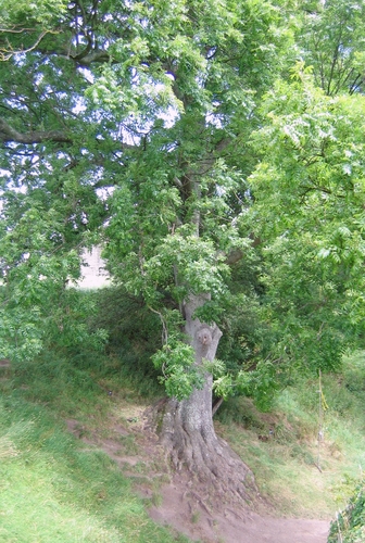 a tree near Pevensey Castle