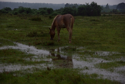 horse near the hotel