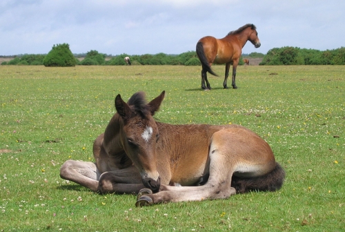 foal