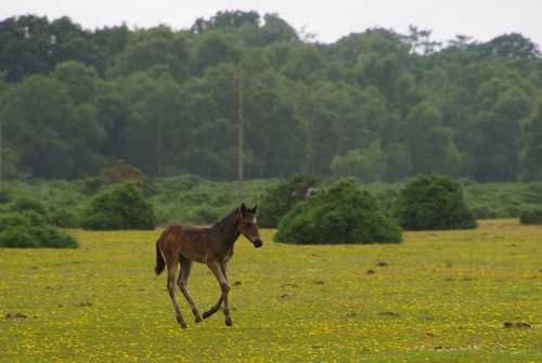 foal