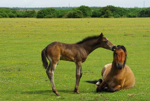 paardenfluisteraar