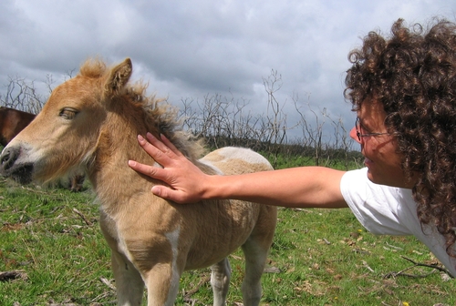 pony foal gets touched