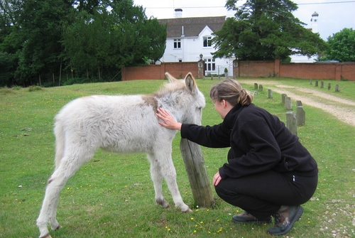 donkey foal