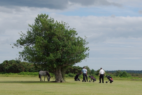 horse on a golf-course