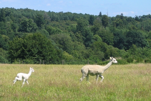 baby alpaca