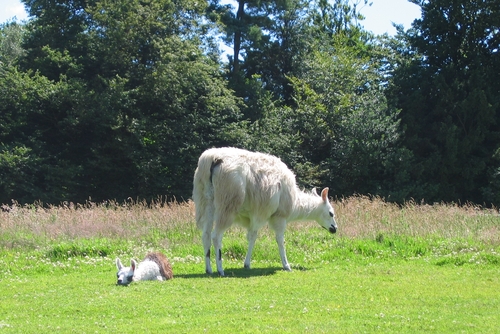 llama with cria