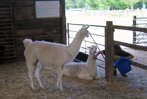 touching a llama